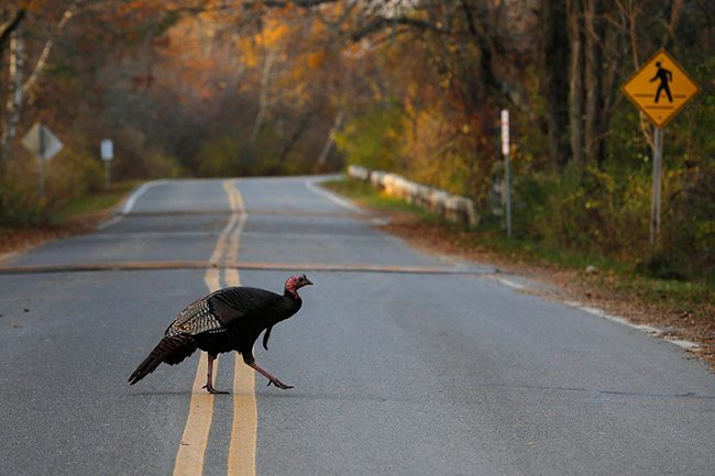 Turkey crossing the road